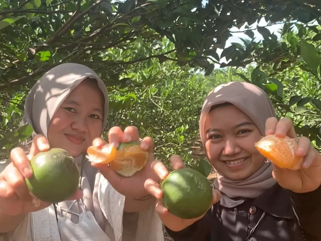 Makan dan petik jeruk sepuasnya (Z Creators/Galih Prihantoro)
