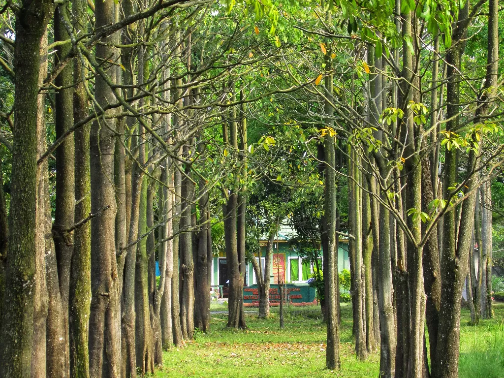 Deretan pohon-pohon hijau asri yang membuatnya mirip seperti di Namsan, Korea. (Z Creators/Riki Ariyanto)