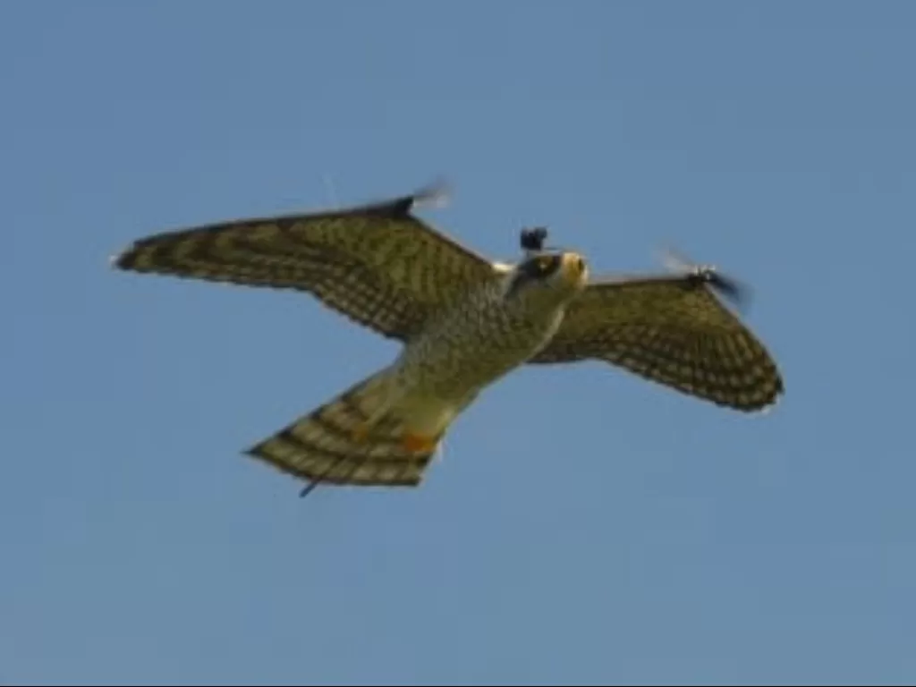 Robot Falcon yang bisa mengusir gerombolan burung dari jalur lintasan pesawat. (University of Groningen)