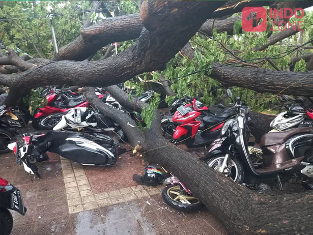 Pohon roboh di Balai Kota DKI Jakarta (INDOZONE/Febyora Dwi Rahmayani)