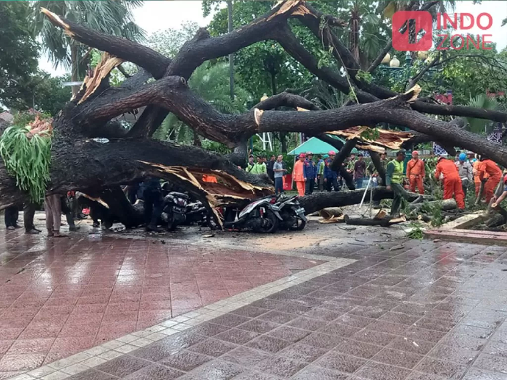 Evakuasi pohon roboh di Balai Kota DKI Jakarta (INDOZONE/Febyora Dwi Rahmayani)