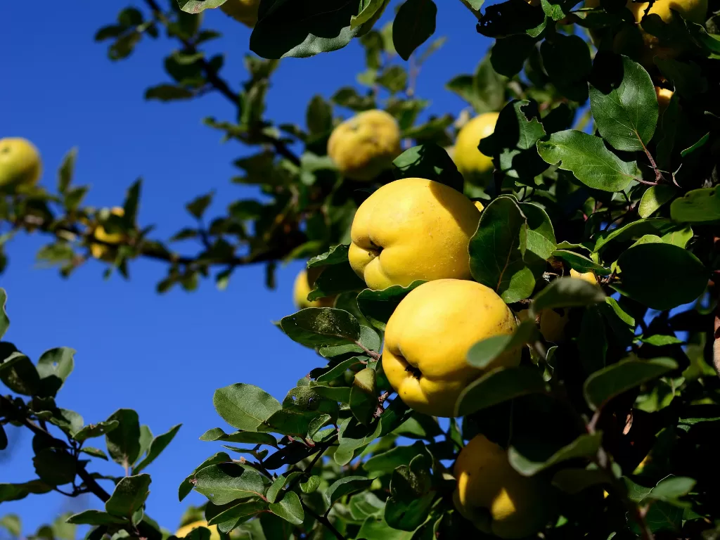 Buah quince tumbuh subur di Turki. (Z Creators/Elisa Oktaviana)