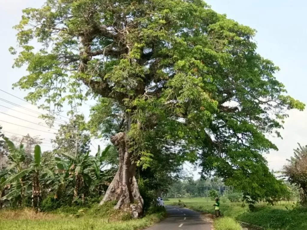 Pohon kepuh (Instagram/botanistindonesia)