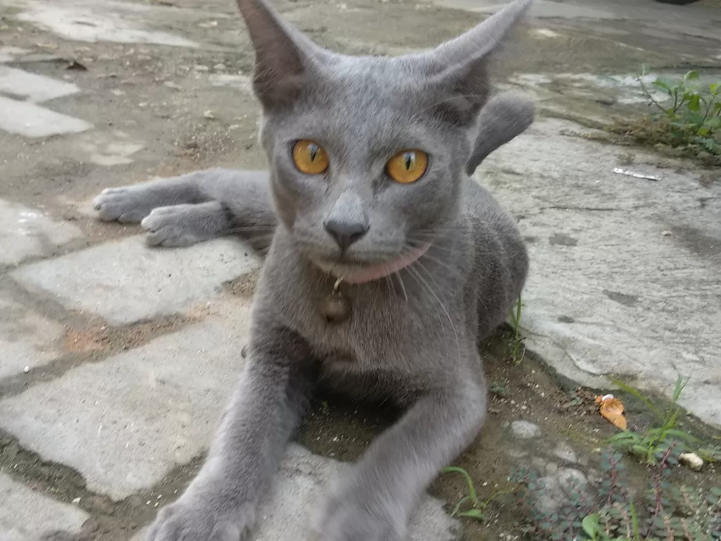 Busok, kucing ras asli Indonesia yang diakui dunia (Z Creators/Deni Agustian)