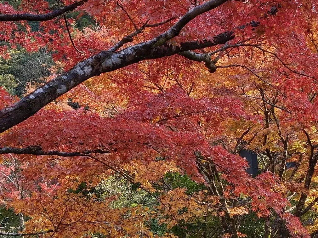 Musim gugur di Jepang. (Z Creators/Umaera)