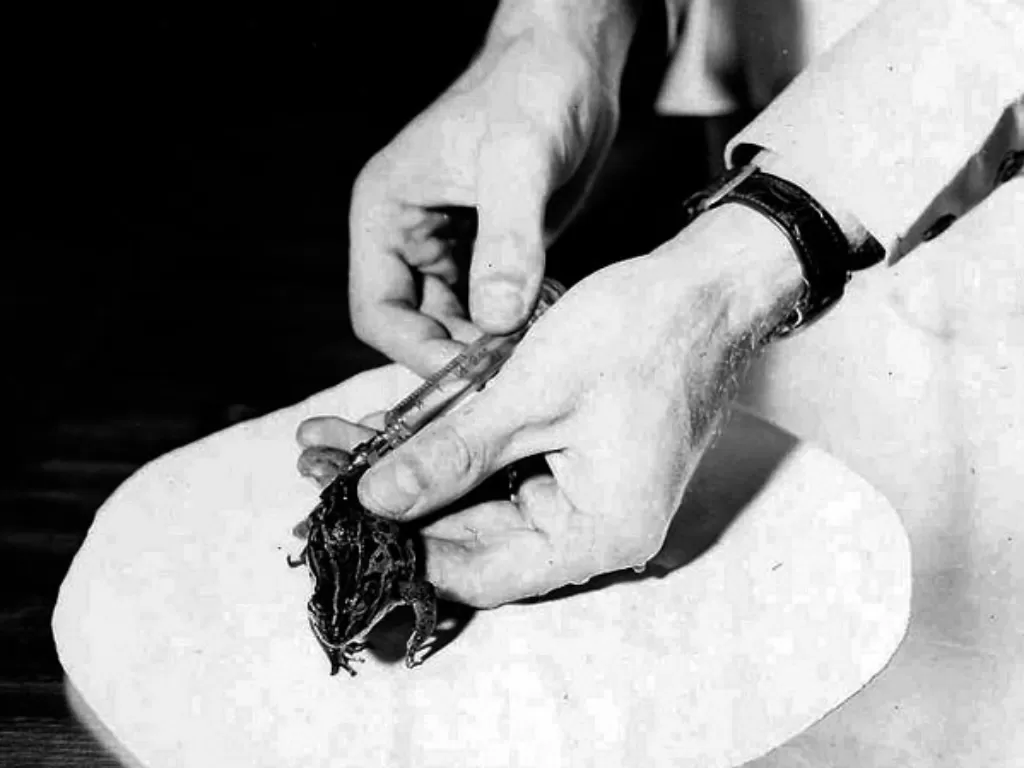 Frog test atau yang dikenal Tes Galli Mainini, menyuntikkan urin yang berisi hormon wanita hamil kepada kantung getah bening di punggung katak jantan untuk membuktikan kehamilan (Today I Found Out)