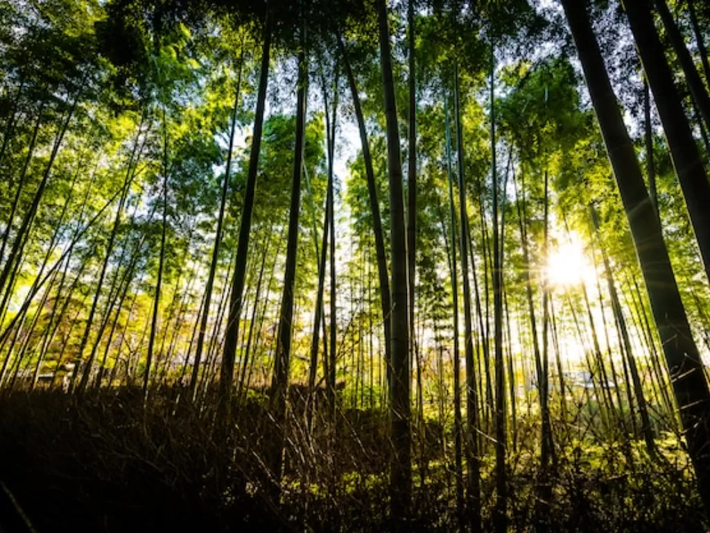 Hutan Bambu, Arashiyama, Kyoto, Jepang. (Freepik)