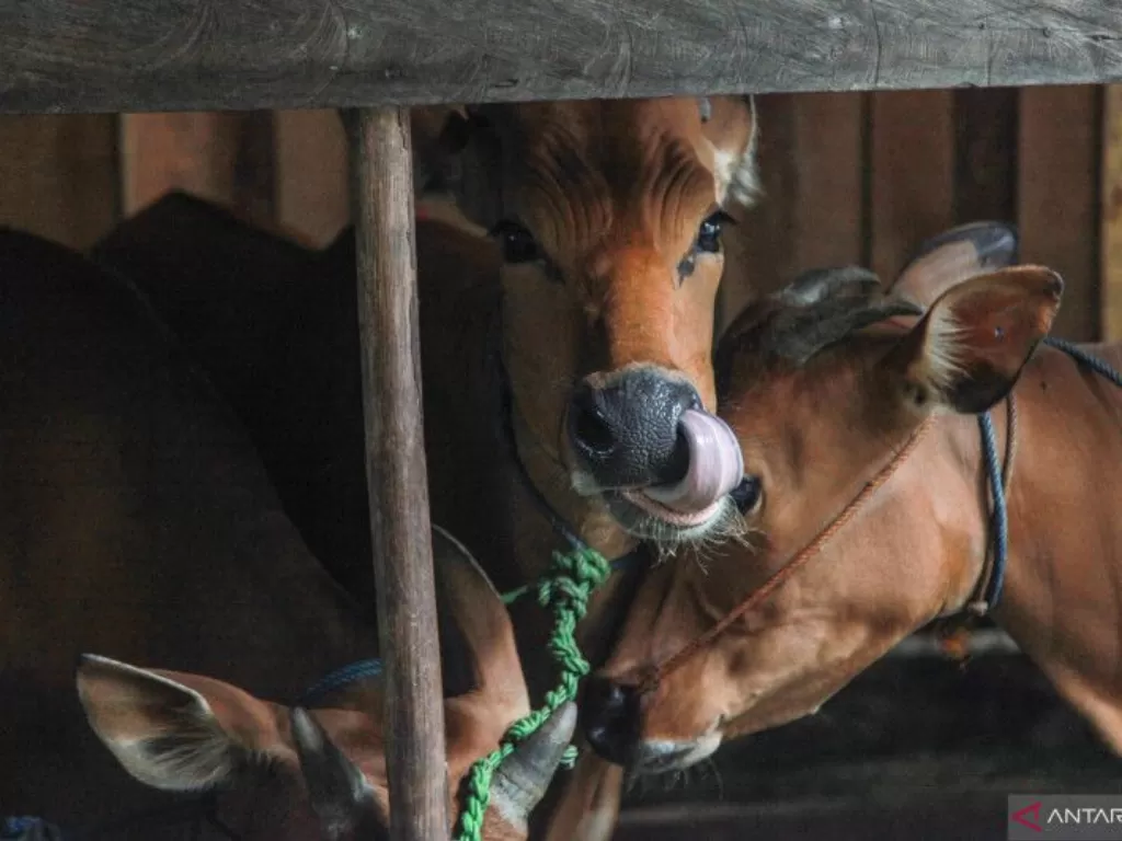 Ilustrasi hewan ternak sapi yang diduga meninggal karena terkena virus jembrana. (Antara/Makna Zaezar)