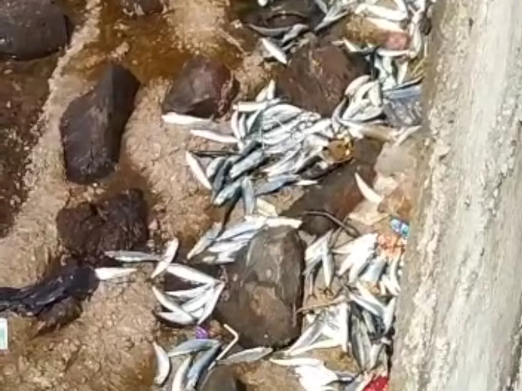 Tangkapan layar video ikan yang terdampar di daratan kawasan Pantai Marina Ancol, Jakarta Utara. (Dok. Istimewa)