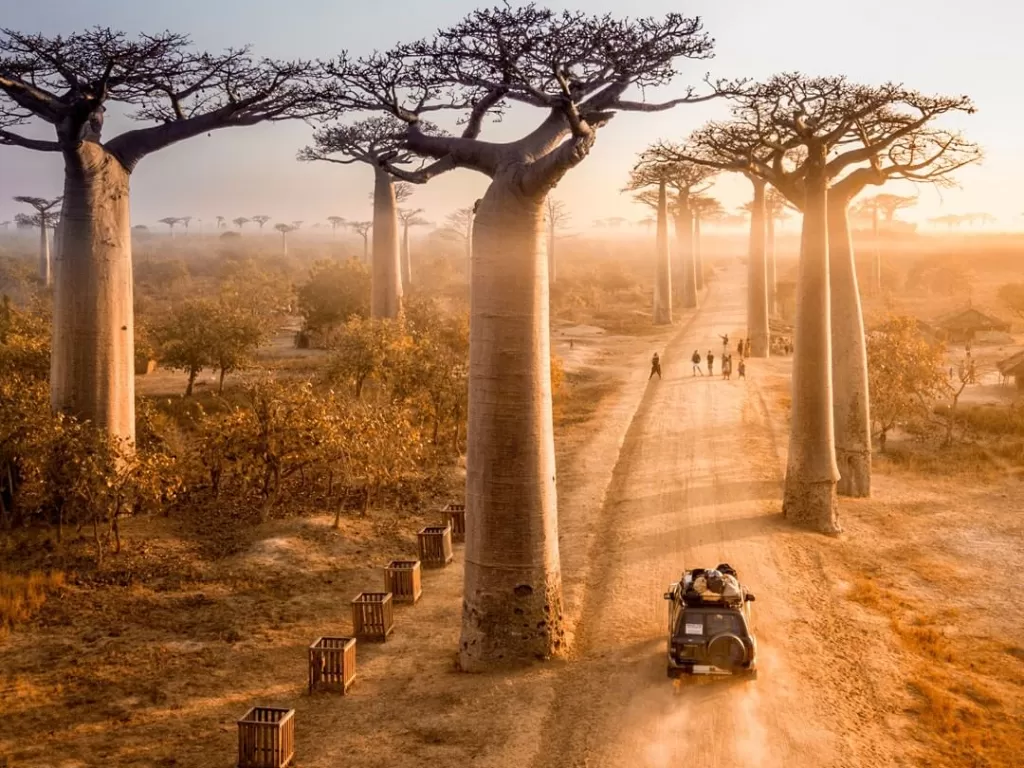 Avenue of the Baobas, Madagaskar, Afrika. (Instagram/@explore.worldwide)