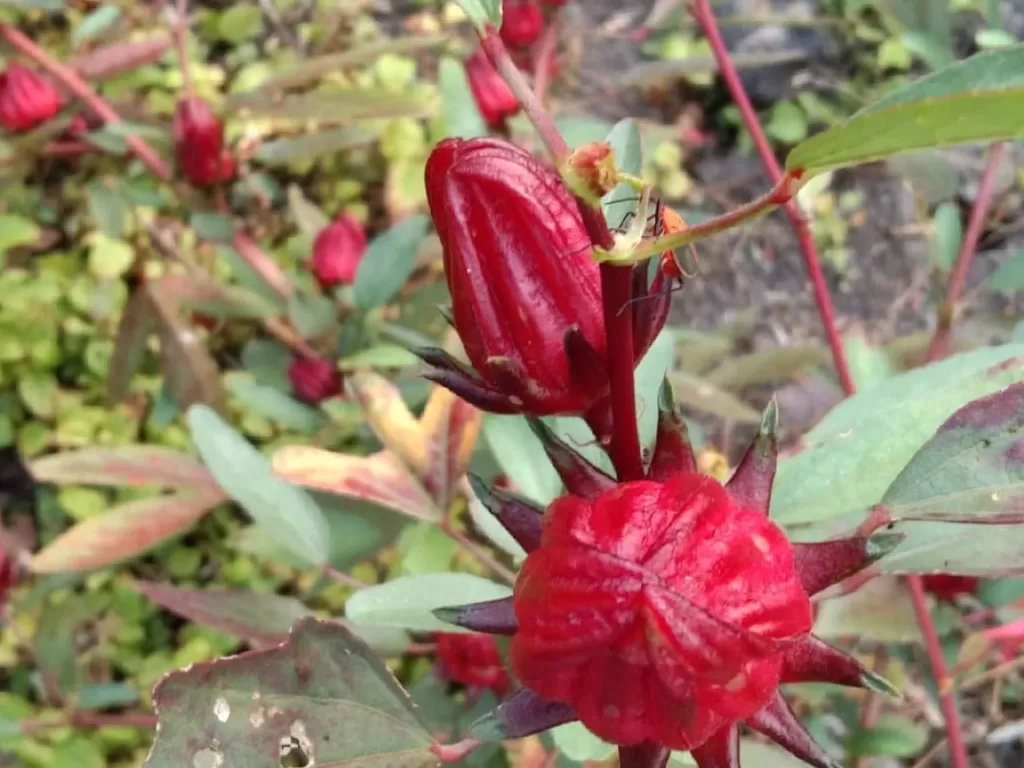 Bunga rosella punya banyak manfaat. (Z Creators/Neni Virginia)