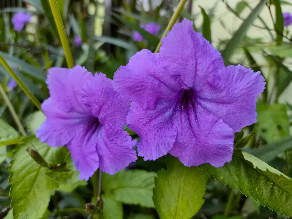 Bunga kencana ungu. (Z Creators/Hasan Syamsuri)