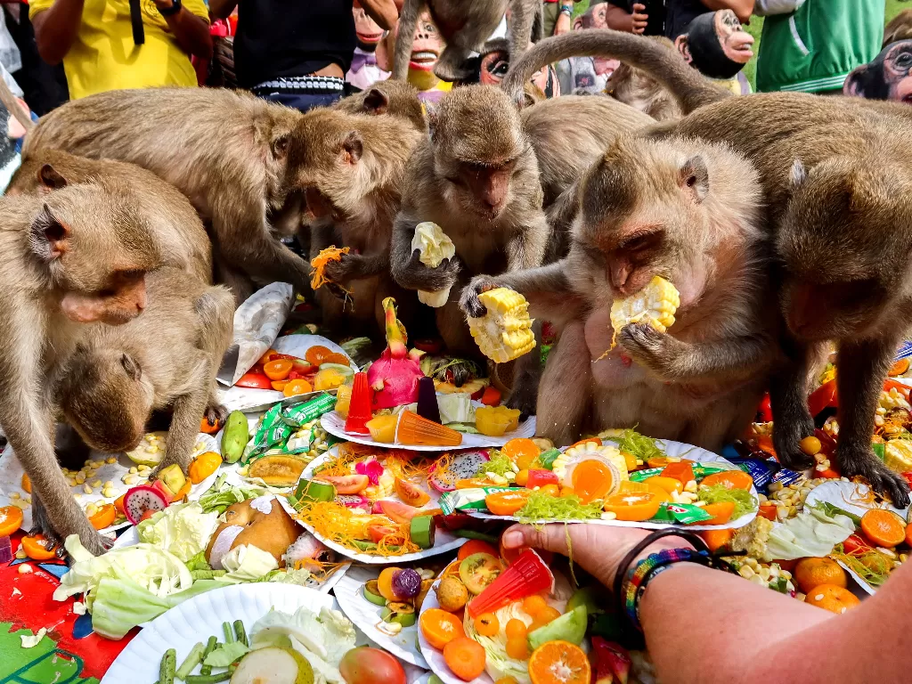 Festival Monyet Lopburi Thailand. (REUTERS/Juarawee Kittisilpa)