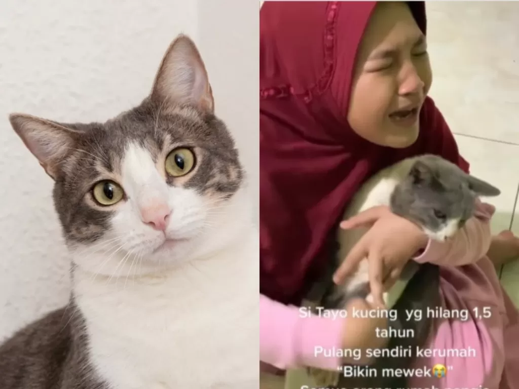 Kiri: Ilustrasi kucing. (Freepik)/ Kanan: Momen haru gadis kecil peluk kucing kesayangannya. (Instagram/rezalalfarez)