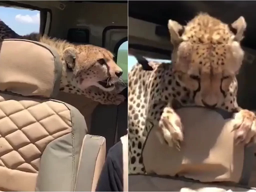 Cheetah masuk ke dalam mobil turis. (Twitter/@TansuYegen)