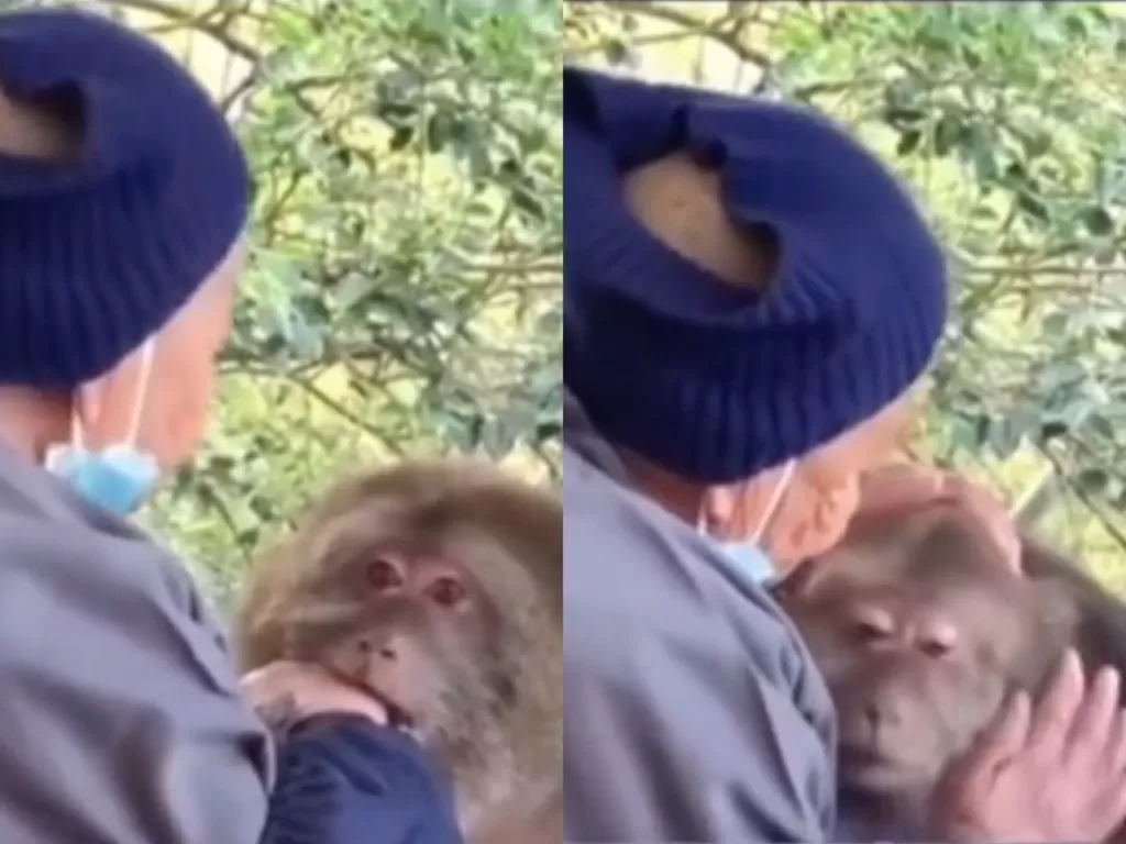 Nenek yang digigit monyet. (TikTok/wanogos)