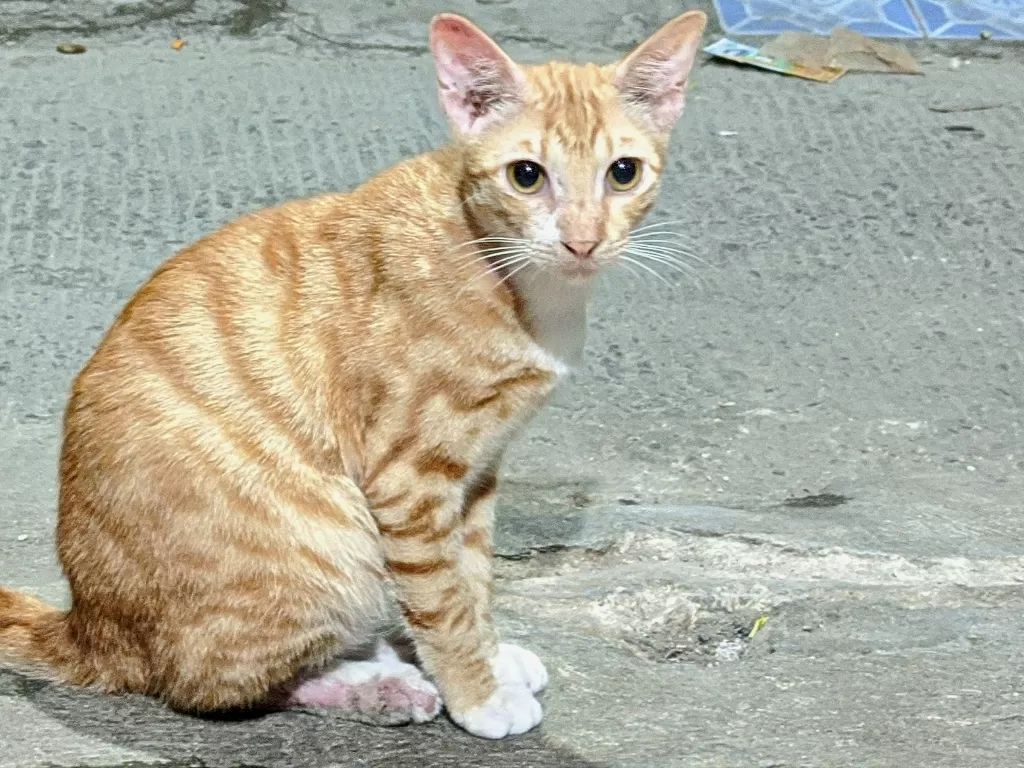 Kucing oren. (Z Creators/Abid Hanzalah)