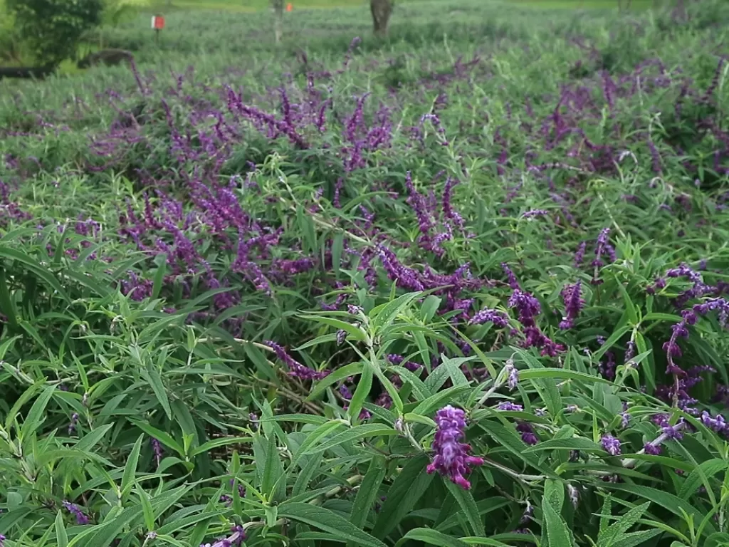 Taman Arimbi menanam bunga lavender. (Z Creators/Martin)