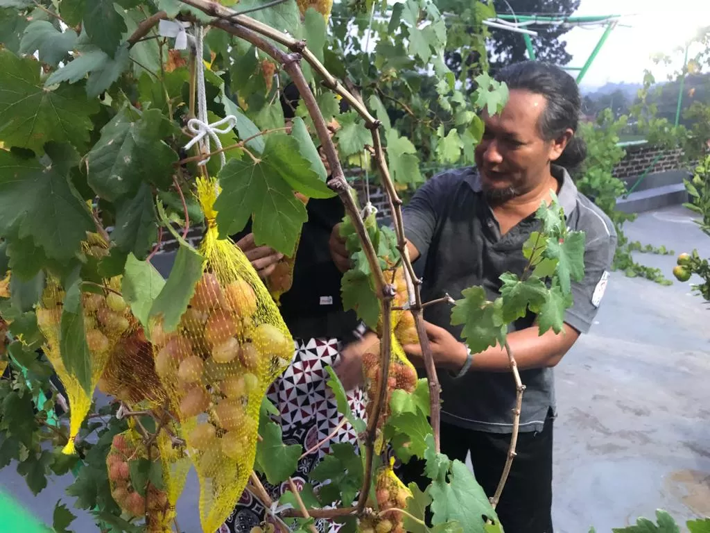 Anggur impor tumbuh subur di tanah Cirebon. (Z Creators/Baihaqi)