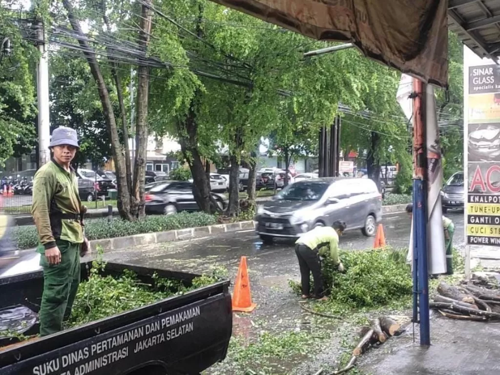 Pohon roboh akibat hujan dan angin kencang (BPBD DKI Jakarta)