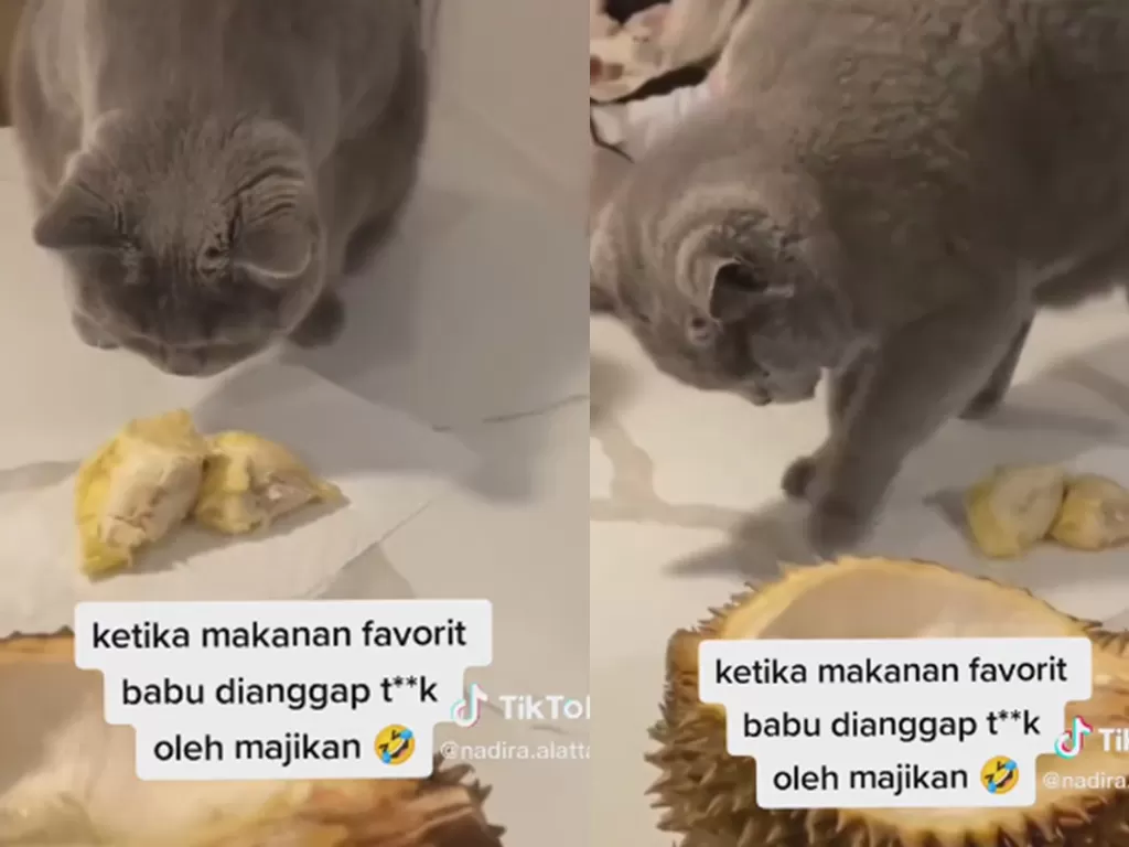 Reaksi kucing saat disodorkan buah durian (TikTok/nadira.alattas)