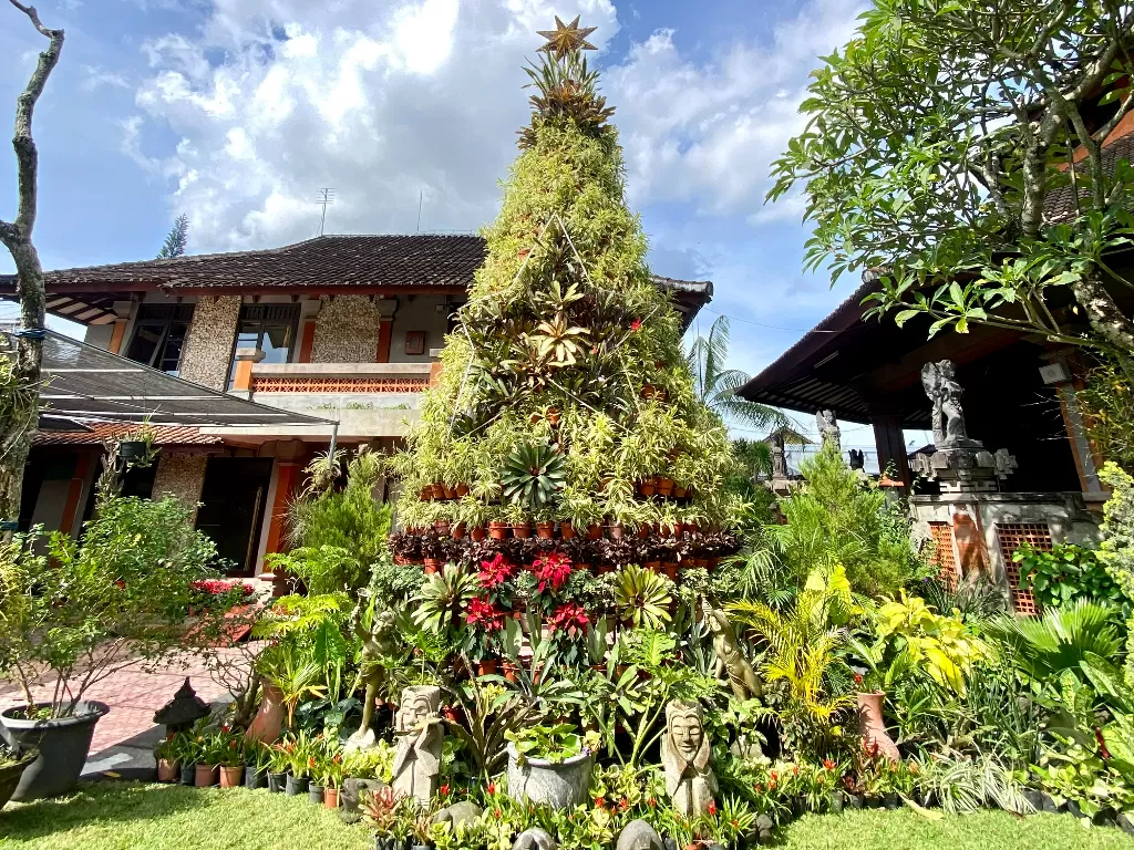 Pohon Natal di Bali dari tanaman hias. (Z Creators/Siti Munaroh)