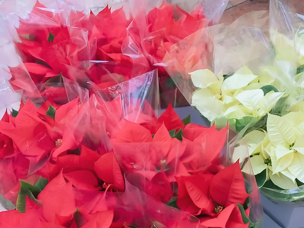 Bunga kastuba perlambang Natal (Z Creators/Fabiola Lawalata)