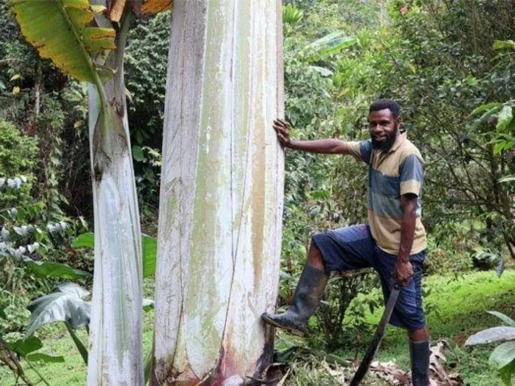 Viral pohon pisang terbesar di dunia (Z Creators/Katharina Toda)