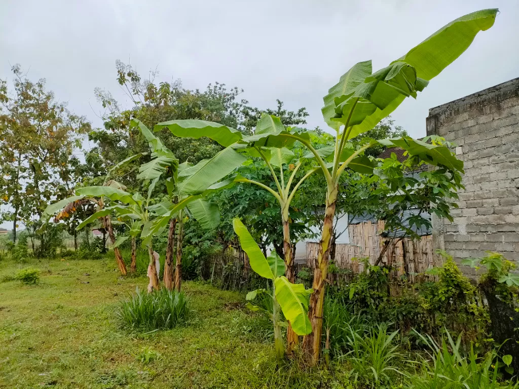 Pohon pisang jangan ditanam di depan rumah (Z Creators/Hasan Syamsuri)
