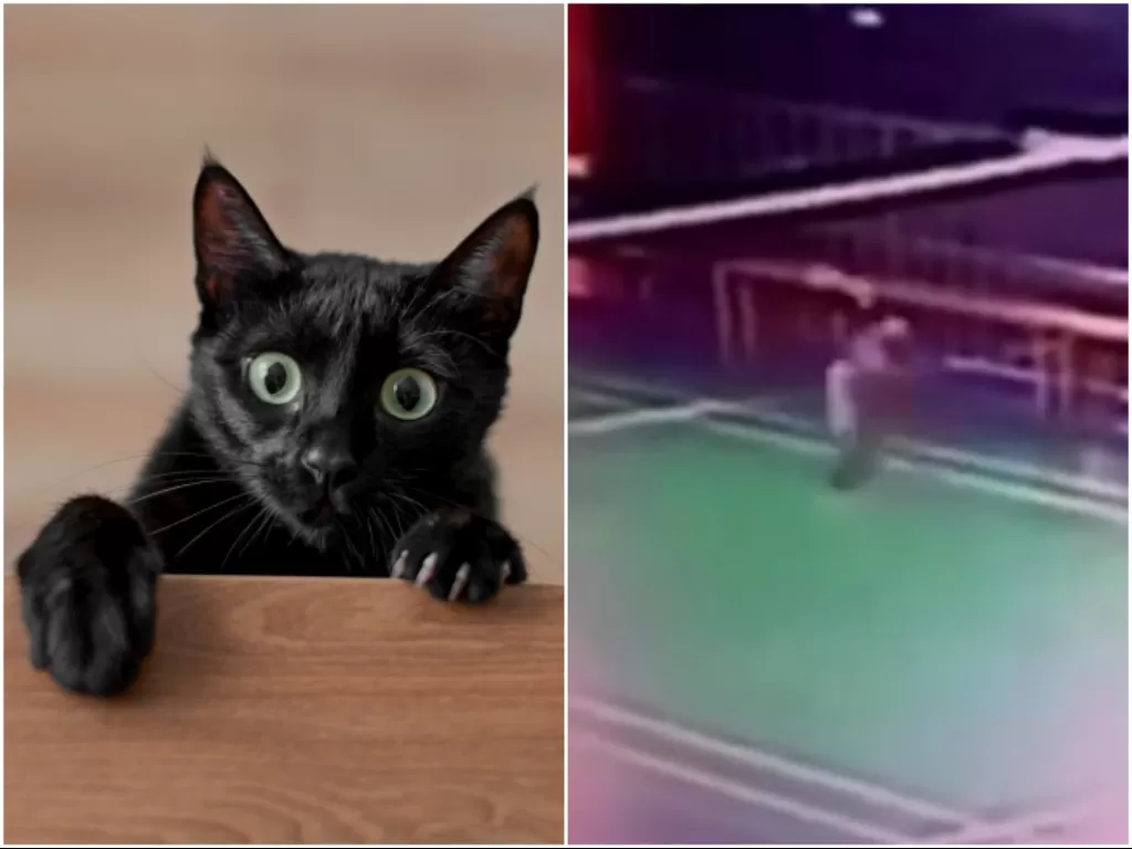 Ilustrasi kucing. (Freepik) dan tangkapan layar kucing jago main bulu tangkis. (Twitter/@cattitudescrvs)