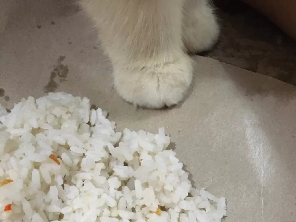 Penampakan kaki kucing di bungkusan nasi uduk. (Twitter/@kochengfs)