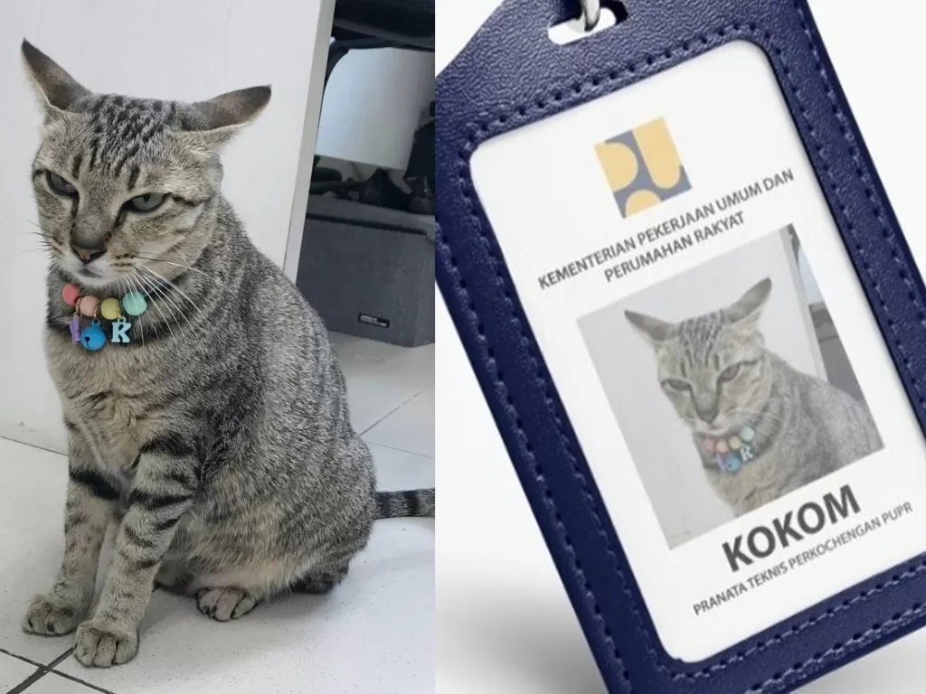 Kokom, kucing yang diangkat jadi 'pegawai' Kementerian PUPR (Twitter/KemenPU)