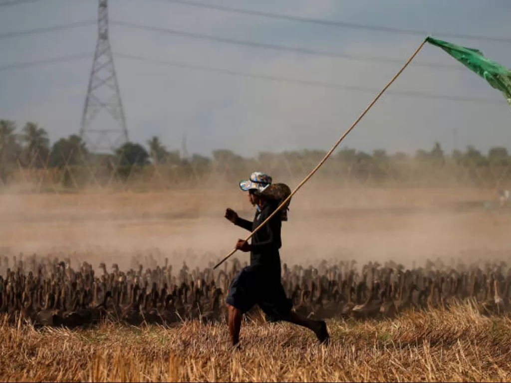 Bebek yang digunakan petani Thailand untuk membasmi hama (REUTERS/Soe Zeya Tun)