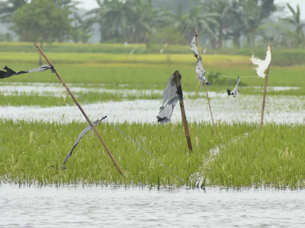 200 hektar sawah terendam banjir (Z Creators/Dedy Setyawan)