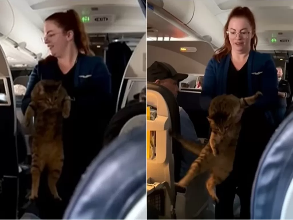Pramugari tangkap kucing di pesawat (YouTube/Storyful Viral)