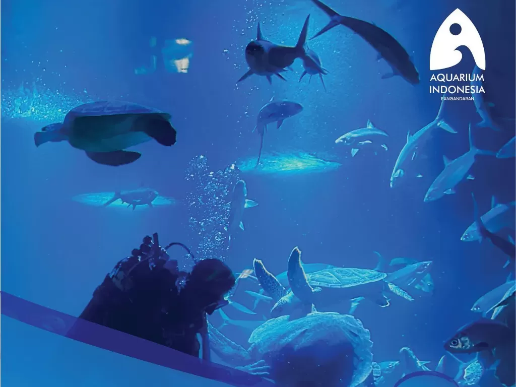 Aquarium Indonesia Pangandaran. (Instagram/@aquarium_ind)