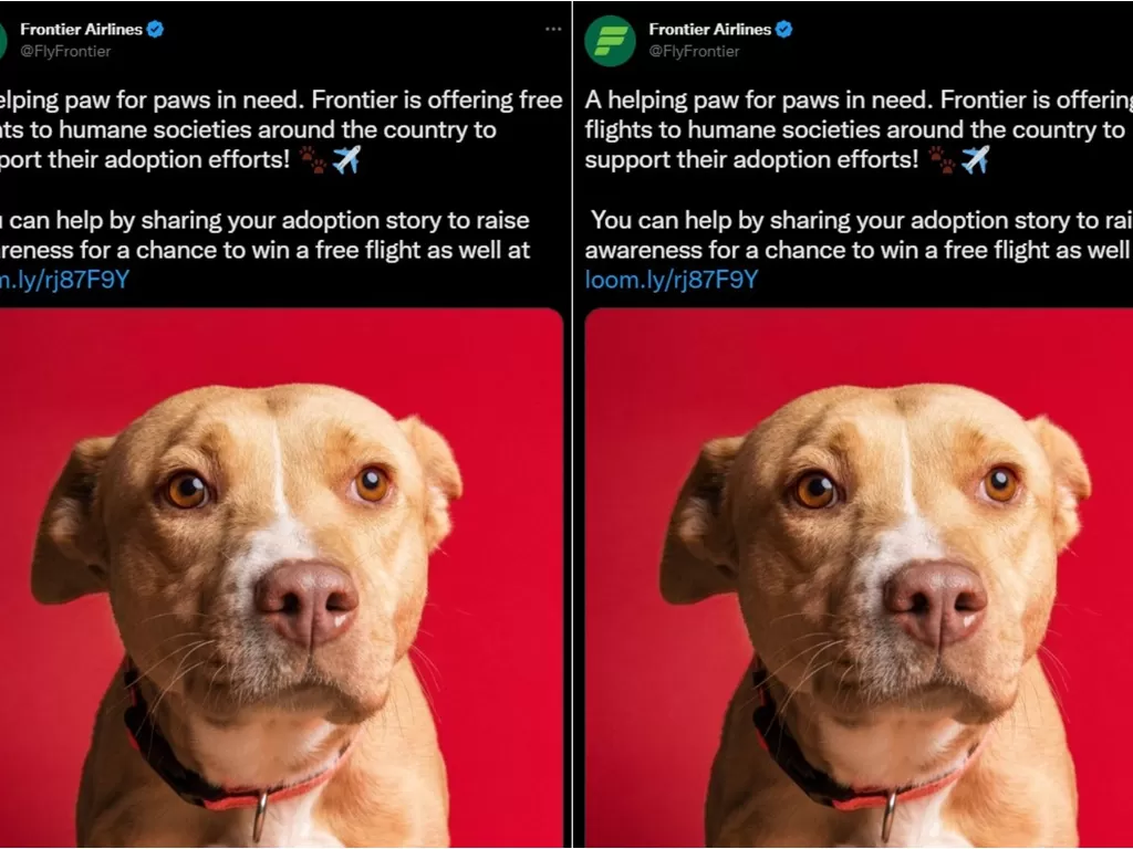 Frontier Airlines beri tiket gratis untuk orang yang mau adopsi anjing liar. (Twitter/@FlyFrontier)