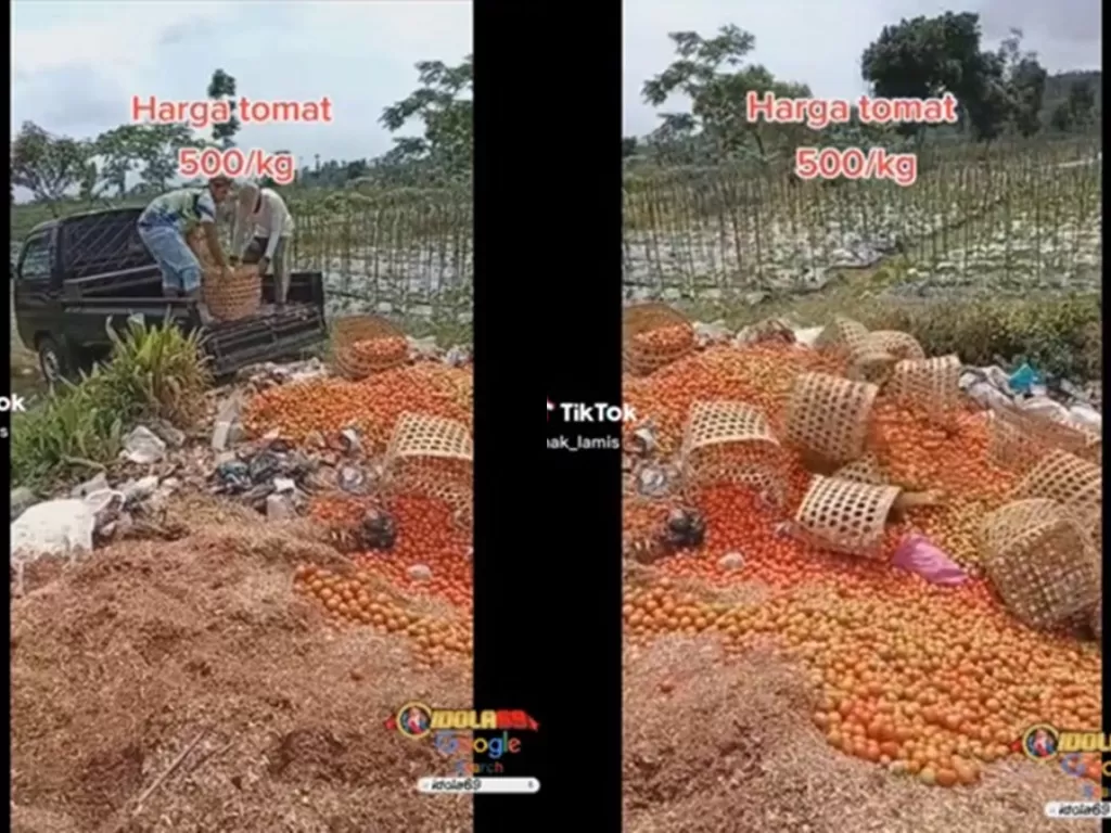 Para petani sedang membuang tomat karena harganya yang anjlok. (Tiktok/@mak_lamis)