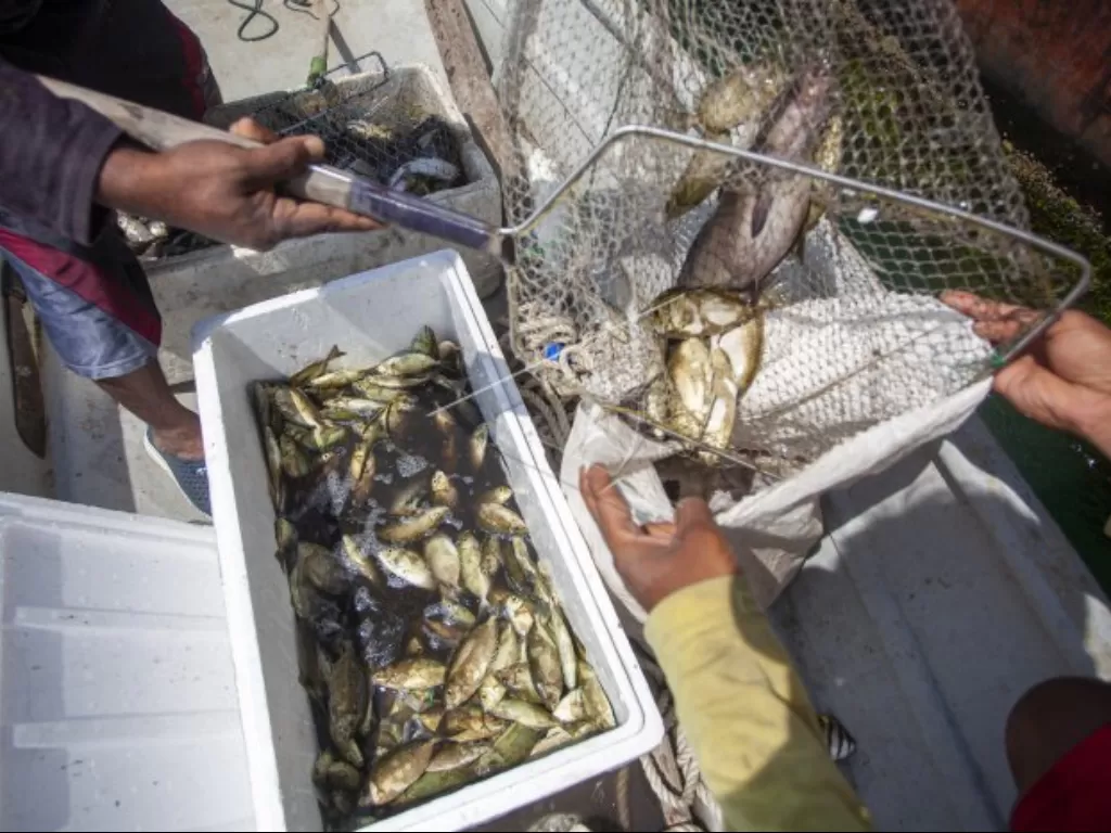 Nelayan menyortir ikan dingkis hasil tangkapannya di perairan sekitar Pulau Batam, Kepulauan Riau, Selasa (17/1/2023). (ANTARA FOTO/Teguh Prihatna)