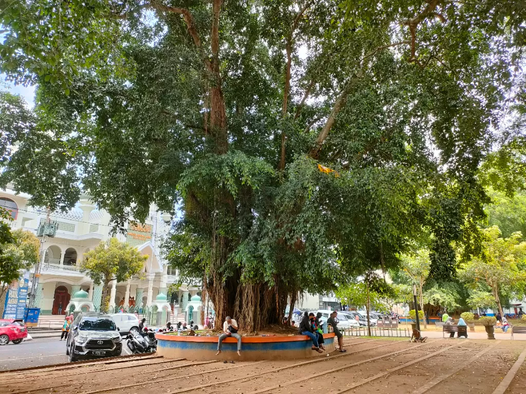 Pohon beringin selalu dikasitkan dengan alun-alun. (Z Creators/Hasan Syamsuri)