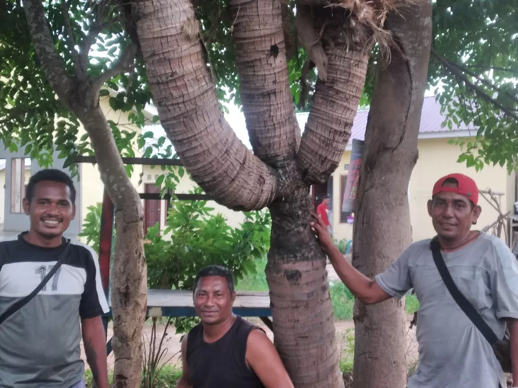 Aneh tapi nyata, ada pohon kelapa bercabang 4 di Kupang (Z Creators/Wulandari Rihi Paty)