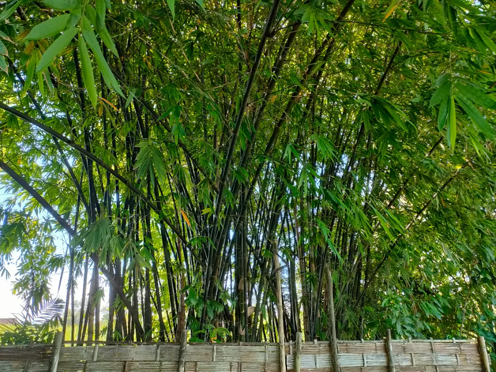 Fakta dan mitos pohon bambu. (Z Creators/Hasan Syamsuri)