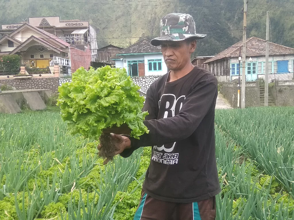Yulianto, petani selada keriting. (Z Creators/Ahmad Sugeng)