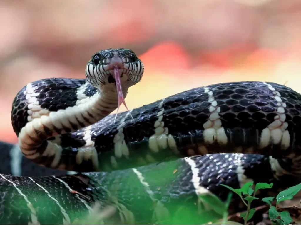 Ilustrasi ular kobra (Freepik/kuritafsheen77)