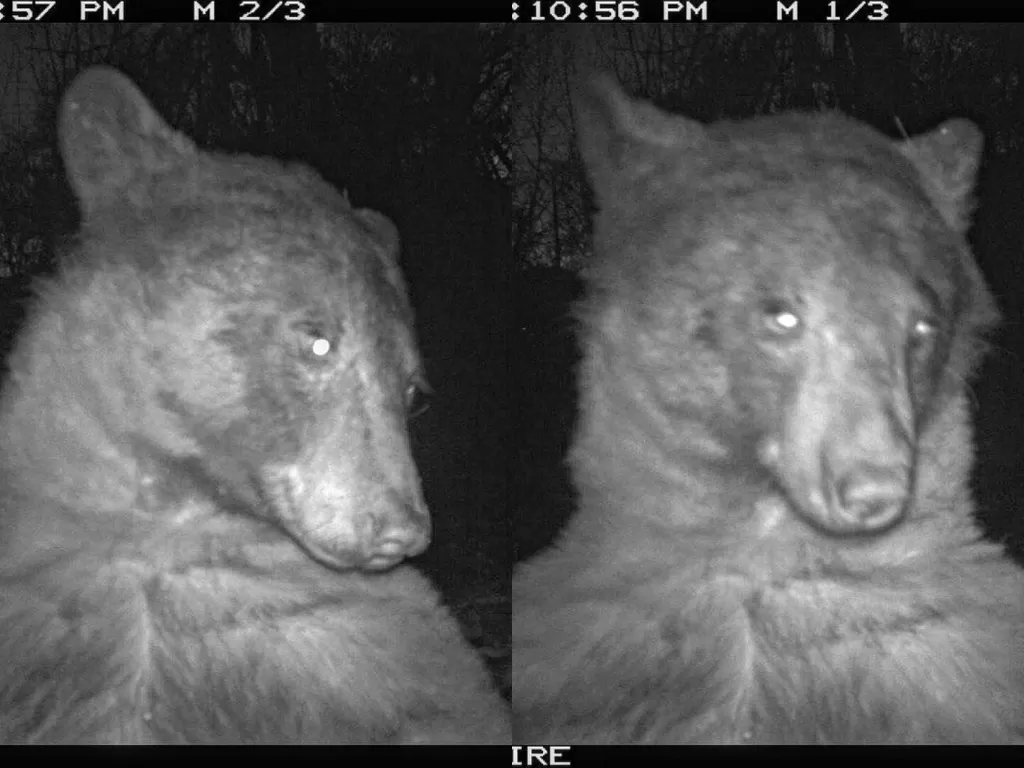 Beruang selfie sebanyak 400 kali dalam satu malam (Twitter/boulderosmp)