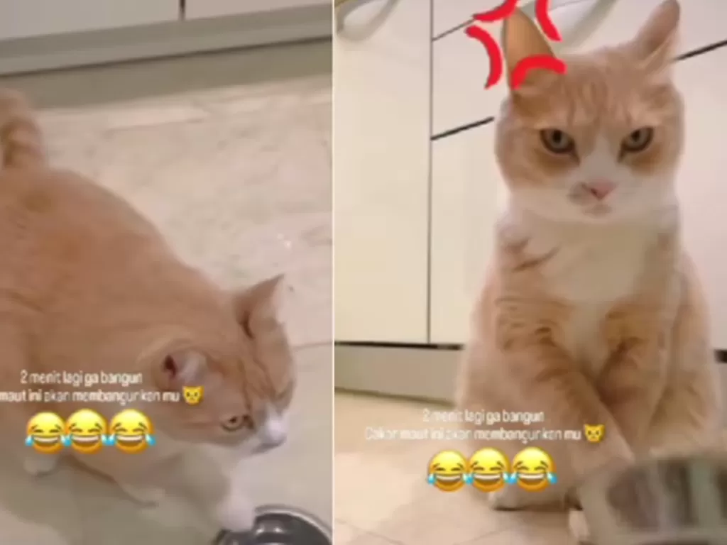 Kucing oren mainkan mangkuk agar diberi majikan makan (Instagram/statusfakta)
