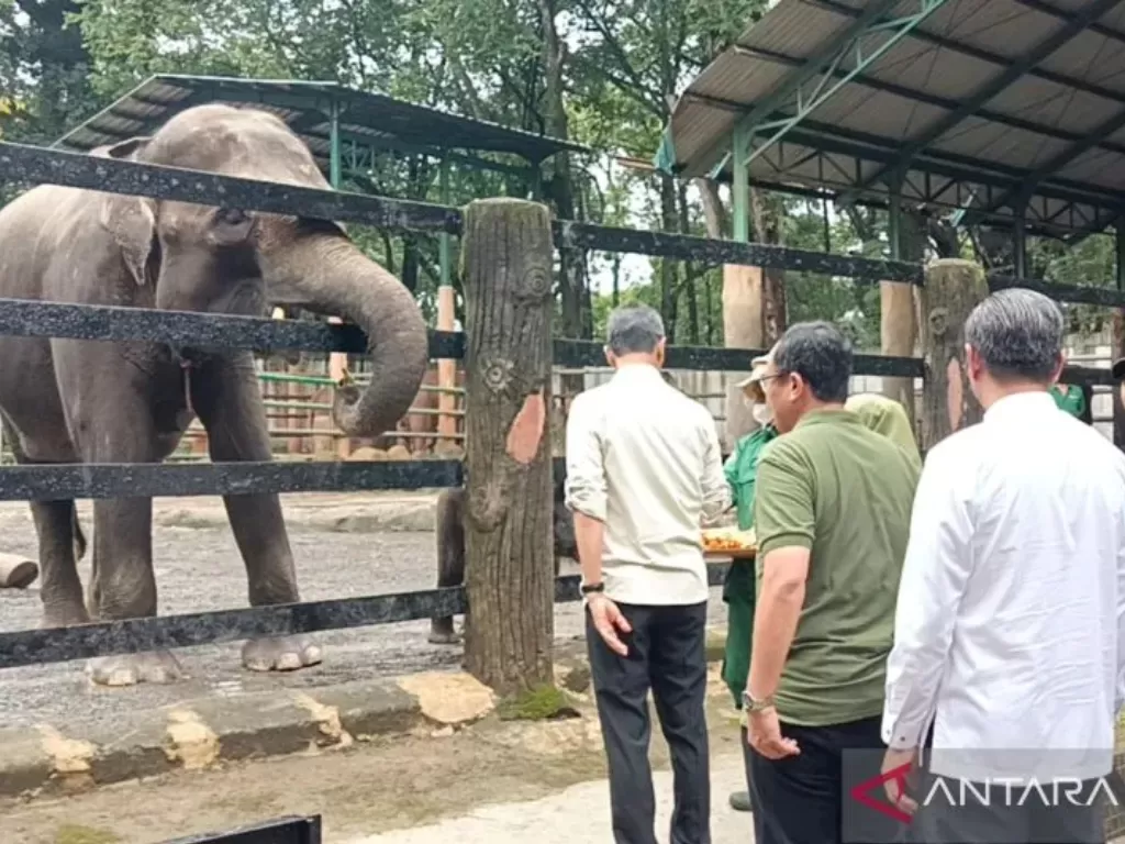   PJ Gubernur DKI Jakarta Heru Budi Hartono memberi makan seekor gajah di Taman Margasatwa Ragunan, Jakarta, Jumat (3/2/2023). (ANTARA/Luthfia Miranda Putri)