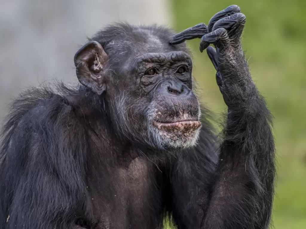 Ilustrasi Simpanse (FREEPIK/Wirestock)