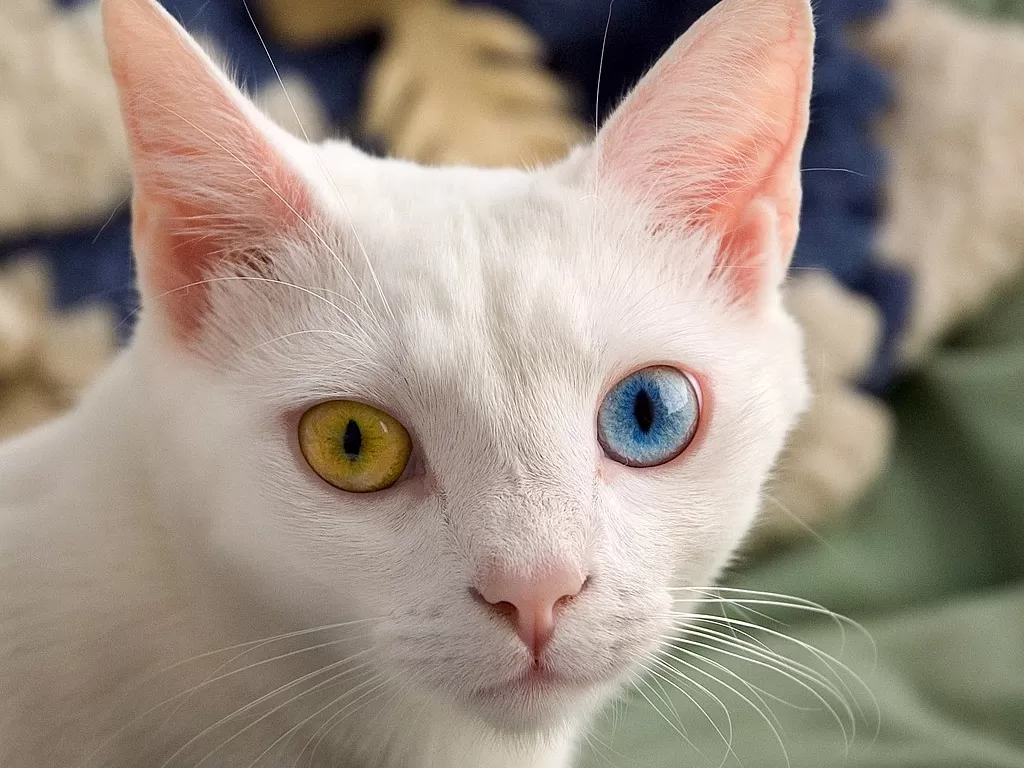 Fakta kucing odd eye. (Wikipedia)