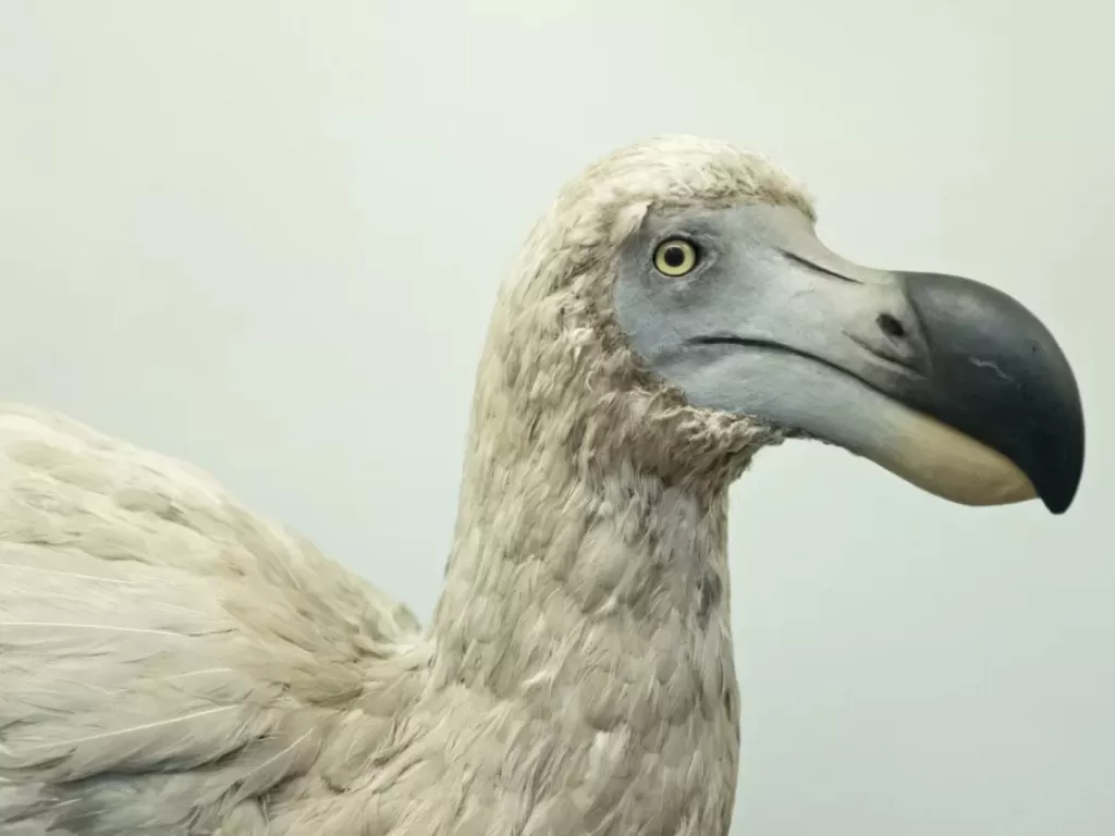 Burung Dodo. (Colossal Biosciences)